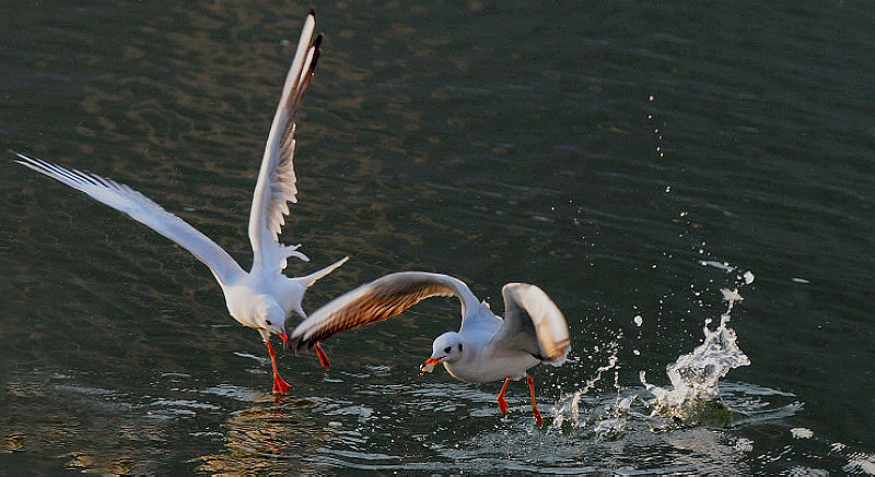 view big picture