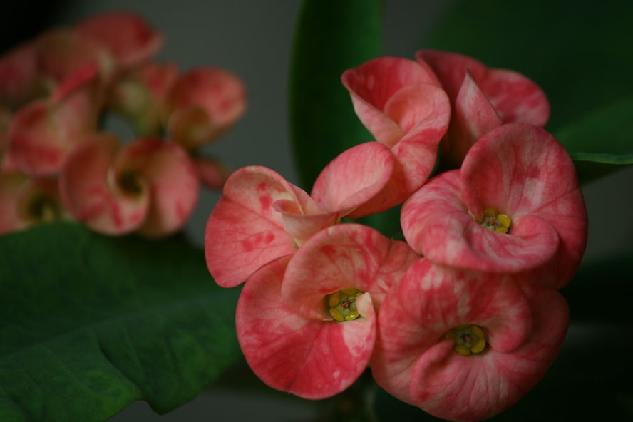 学拍虎刺花--powered